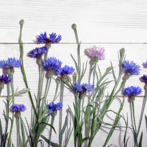 Dekoracyjne niebieskie chabry na białym drewnie do stylowych listew i wykończeń.