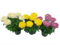 Chryzantema (Chrysanthemum sp.) wielkokwiatowa 5-7 kwiatów - don. 16 cm