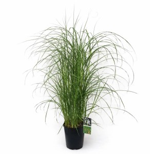 Miskant (Miscanthus) mix - don. 17 cm