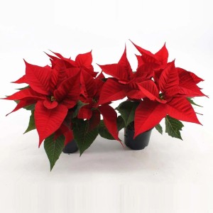 Dwie czerwone gwiazdy betlejemskie w doniczkach. Świąteczna dekoracja na Boże Narodzenie.