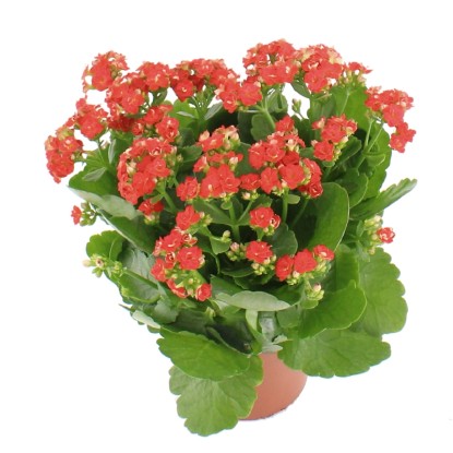 Żyworódka (Kalanchoe Queen) mix - don. 12 cm