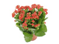 Żyworódka (Kalanchoe Queen) mix - don. 12 cm