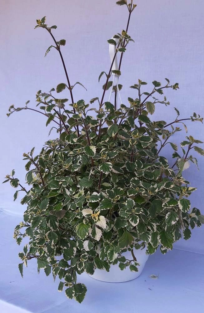 Komarzyca (Plectranthus ampla) - don. 24 cm kupuj w OBI