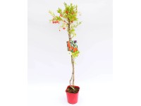 Jagody goji (Lycium barbarum, chinense) wys. 50-60cm 1l