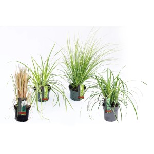 Różne trawy ozdobne jako rośliny doniczkowe.