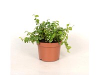 Fikus pumila (Ficus Sunny) - don. 10 cm