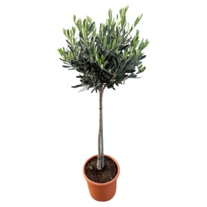 Oliwka europejska na pniu (Olea europaea) don. 18 cm