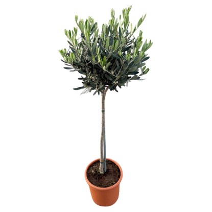 Oliwka europejska na pniu (Olea europaea) don. 18 cm