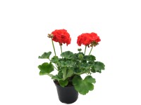 Pelargonia rabatowa w odmianach (Pelargonium zonale)