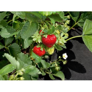 Sadzonka truskawek z czerwonymi owocami i folią w ogrodzie.