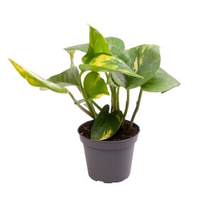 T.b.t. roślina zielona w doniczce, liście z zielono-żółtym wzorem.