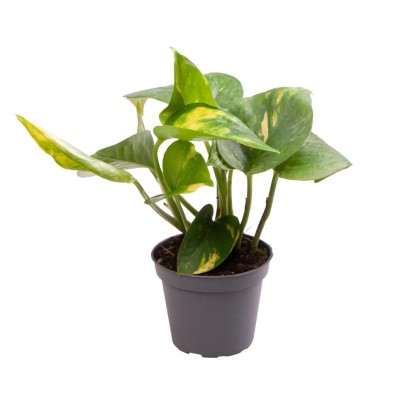 Epipremnum (Epipremnum Pinnatum Aureum)