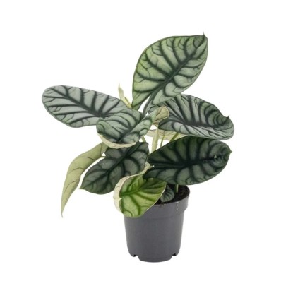 Alokazja (Alocasia) Silver Dragon - don. 14 cm