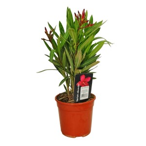 Oleander pospolity (Nerium oleander) don. 14 cm