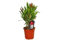 Oleander pospolity (Nerium oleander) don. 14 cm