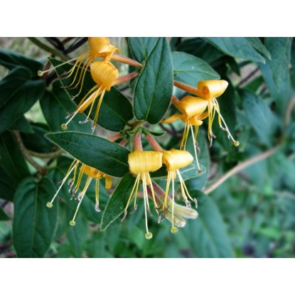 Wiciokrzew w odmianach (Lonicera sp.)