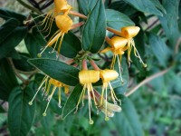 Wiciokrzew w odmianach (Lonicera sp.)