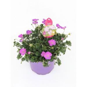 Bodziszek czerwony (Geranium sanguineum 'Frivolous') don. 17 cm