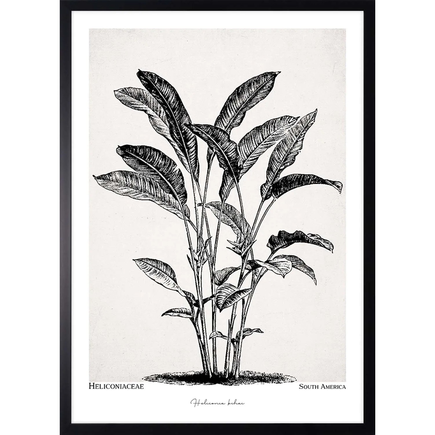 ARS LONGA Obraz PLANT  53 x 73 cm