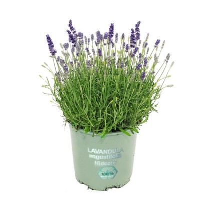 Lawenda wąskolistna wczesna (Lavandula angustifolia) - don. 13 cm
