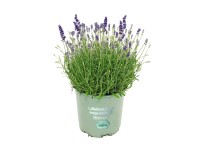 Lawenda wąskolistna wczesna (Lavandula angustifolia) - don. 13 cm