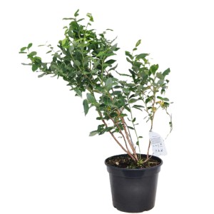 Borówka amerykańska (Vaccinium corymbosum) mix don. 28 cm