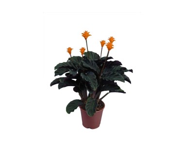 Kalatea (Calathea crocata) don. 14 cm