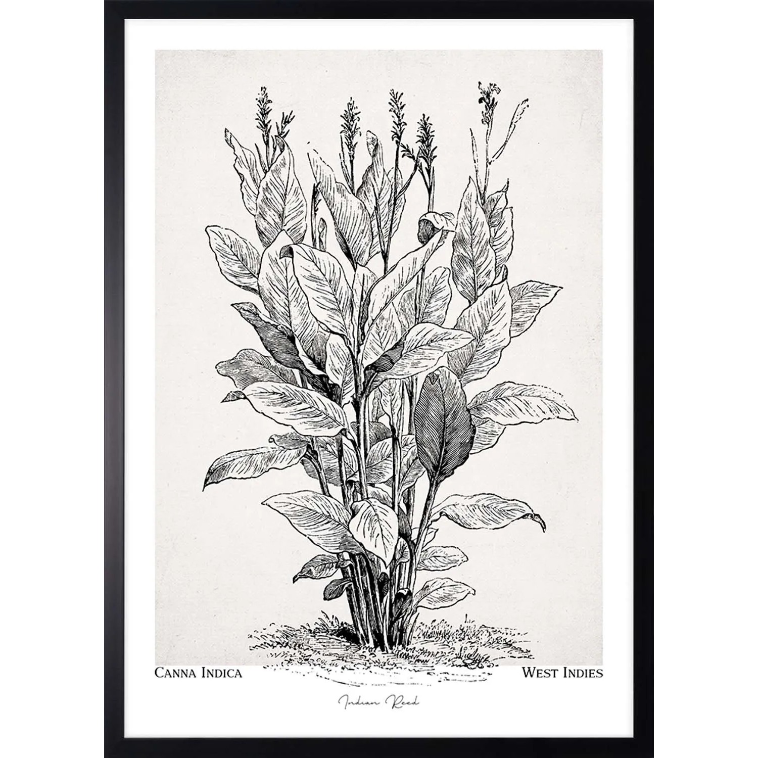 ARS LONGA Obraz CAANA INDICA PLANT 53 x 73 cm