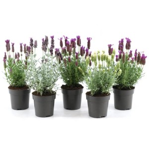 Różnokolorowa lawenda Anouk Viva Collection w doniczce 10 cm.