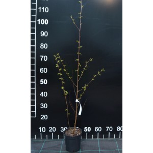 Młody krzew t.b.t. w doniczce, kategoria: Inne krzewy.