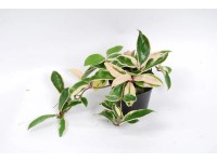 Hoya carnosa Albomarginata wys. 8-15cm don.10,5cm