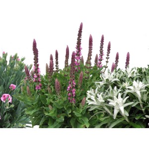 Różne rośliny doniczkowe, w tym szałwia z fioletowymi kwiatami i szarotka alpejska.