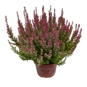 Różowo kwitnący wrzos (Calluna vulgaris) w doniczce.