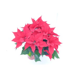 Czerwona gwiazda betlejemska (Poinsettia) w doniczce, świąteczna dekoracja.