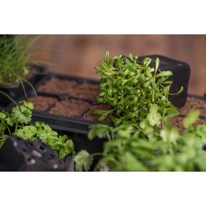 Sadzonki w wielodoniczce, różne zioła i warzywa.