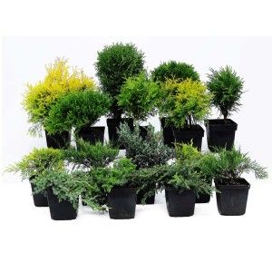 Różne iglaki t.b.t. w doniczkach, idealne do ogrodu i na balkon.