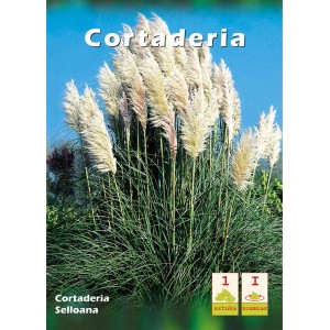 Trawa pampasowa (Cortaderia selloana) z białymi kwiatostanami, trawa ozdobna do ogrodu.