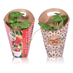 Dwie sadzonki truskawek (t.b.t.) w ozdobnych doniczkach z motywami truskawek.