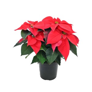 Czerwona gwiazda betlejemska (t.b.t.) w doniczce. Świąteczna dekoracja na Boże Narodzenie.