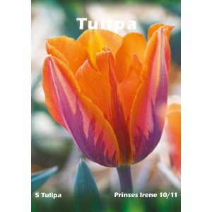 Pomarańczowy tulipan 'Prinses Irene' z fioletowymi akcentami, idealny do ogrodu.