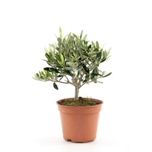 Oliwka europejska (Olea europaea) don. 12 cm