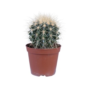 Mały kaktus w brązowej doniczce, średnica ok. 5,5 cm. Łatwa w pielęgnacji roślina doniczkowa.