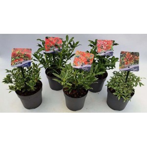 Kilka roślin Pieris (t.b.t.) w doniczkach, różne odmiany roślin cieniolubnych.