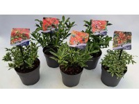 Pieris japoński mix - don. 13 cm