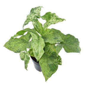 Roślina doniczkowa t.b.t. z zielono-białymi, pstrokatymi liśćmi w doniczce.