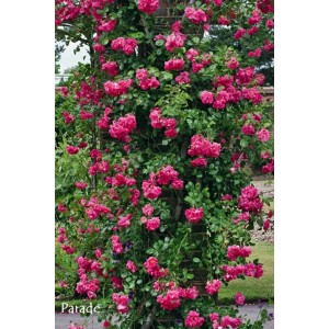 Bujna, różowa róża rabatowa 't.b.t.' pnie się po ścianie.