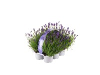 Lawenda (Lavandula Essence) -  6 szt.