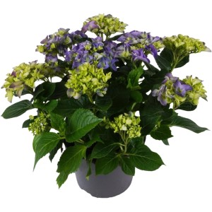 Hortensja ogrodowa (Hydrangea macrophylla) mix don. 19 cm