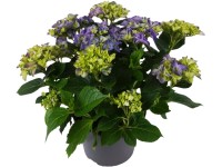 Hortensja ogrodowa (Hydrangea macrophylla) mix don. 19 cm