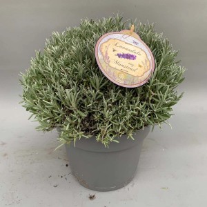 Lawenda 'Munstead' w doniczce, roślina kwitnąca na rabaty i balkony.